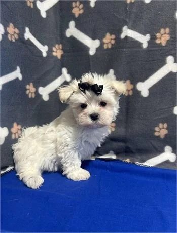 TEACUP/TINY    MALE  NORY  $2.950.00    #T1878-7