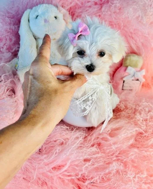 MALTESE PUPPY   NATALY  $3,950.00     #12