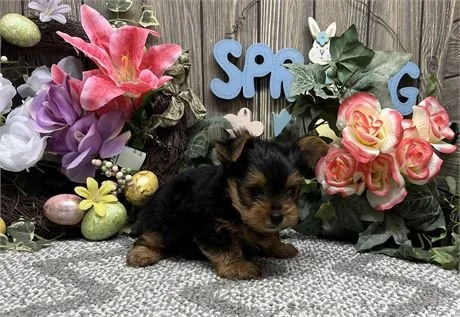 HENRY    $2,550.00   #11741