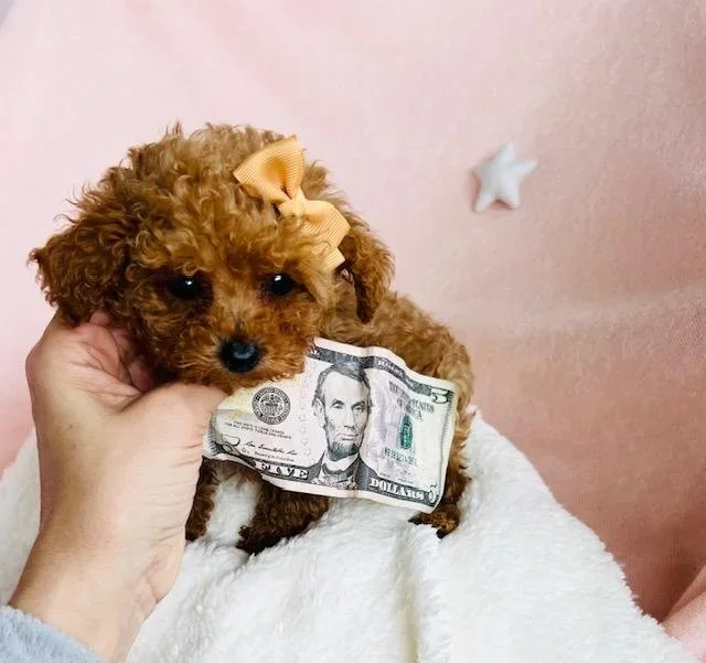 Teacup Poodles For Sale In Southwest Ranches