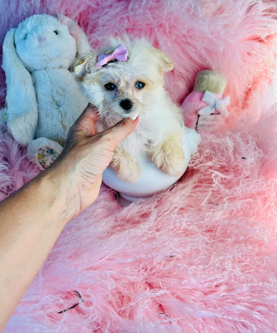 DANA   FEMALE POMERANIAN/POODLE   $3,550.00   #1775