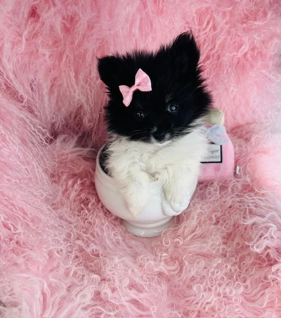 POMERANIAN  TEACUP/POCKETBOOK  PAMELITA    $4,550.00     #1425   SOLD