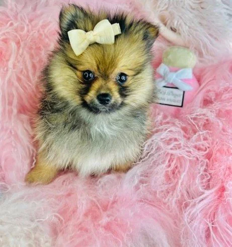 FEMALE POMERANIAN PUPPY  PELUSA   $3,550.00   #15