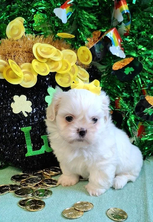 SHIH TZU PUPPIES  FEMALE   SULEMA    IMPERIAL    $2,550.00  #T754