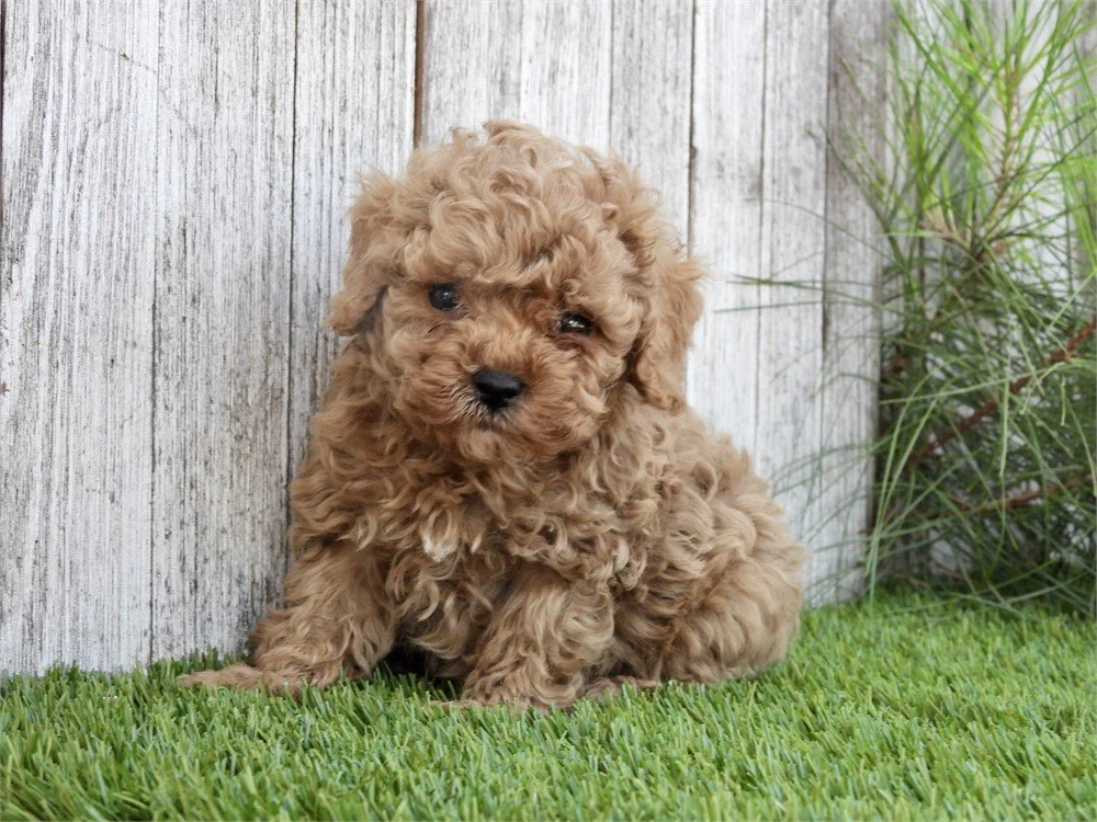 POODLE    TEACUP  MALE  PREST  $3,950.00     #1271