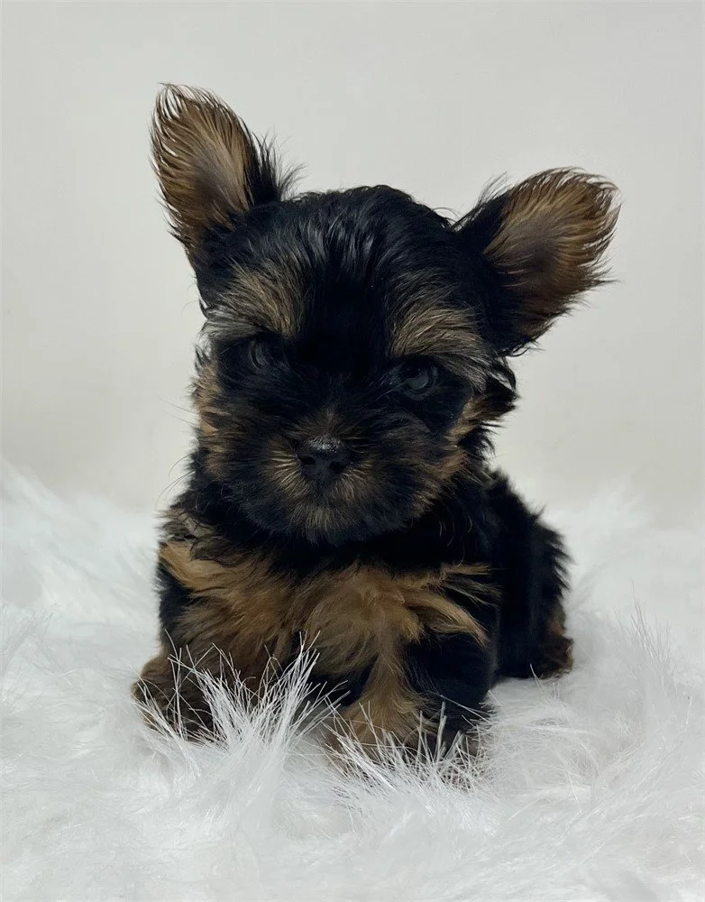 JOLO  TEACUP/POCKETBOOK  MALE   $5,550.00   #144
