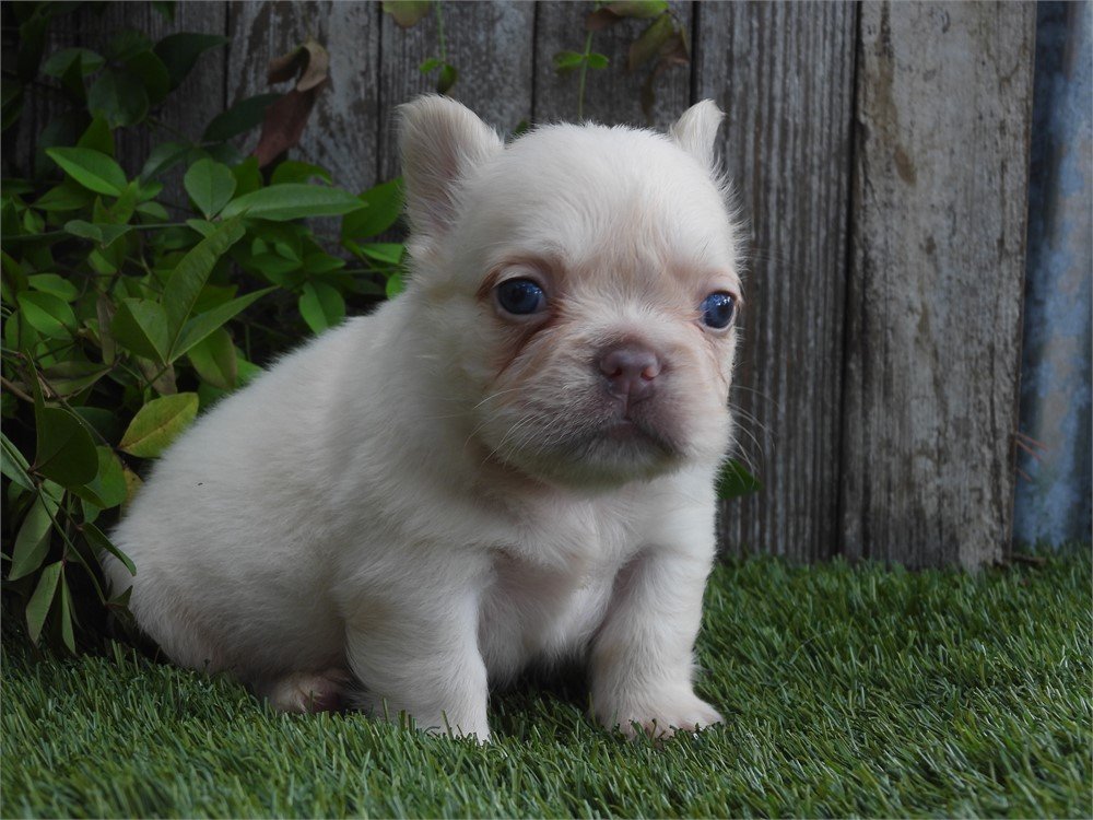 MINI FRENCH BULLDOG FOX MALE $4.550.00 #18754-4
