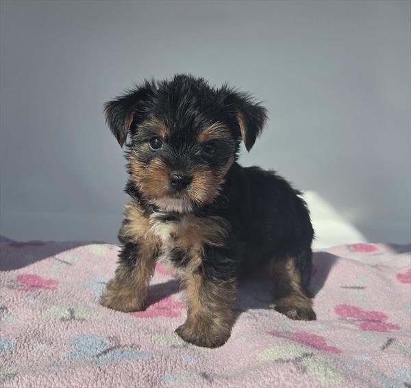 JULINE TINY TOY YORKSHIRE TERRIER FEMALE PUPPY $2,950.00 #14477-7