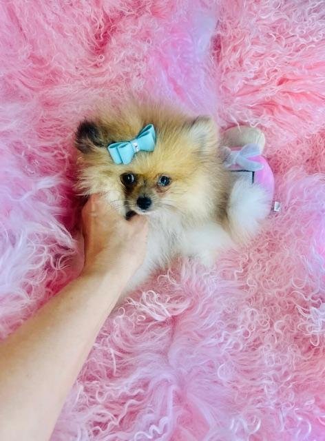 POMERANIAN MALE PUPPY PANDA BEAR  $2,550.00    #258