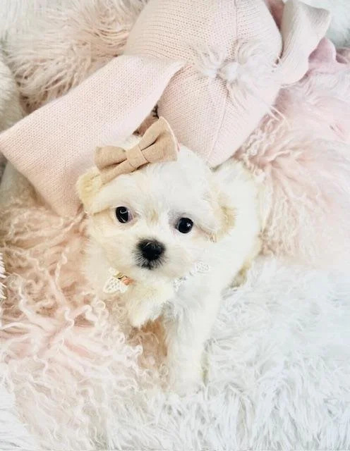 HAVANESE/SHIHTZU   DANETTE    MALE    $3,550.00    #1774-47