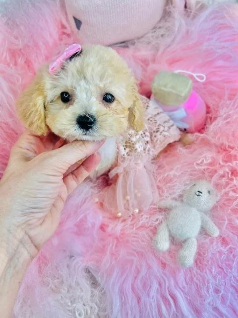 FEMALE    PRECIOUS      $3,550.00     #174