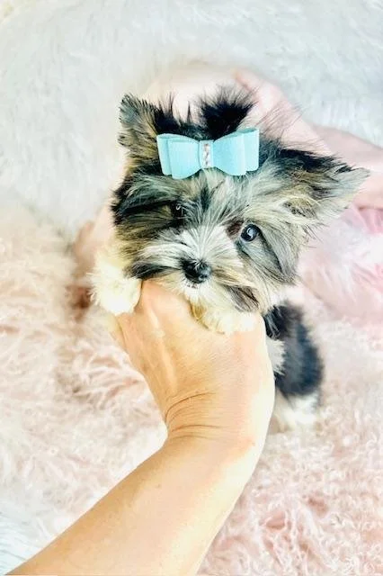 YORKIE MALE    TEACUP /POCKETBOOK  JAS    $4,550.00   #155-5