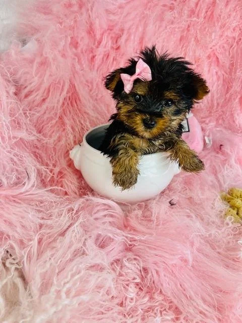 JORGA    TEACUP/POCKETBOOK  FEMALE      $4,950.00   #178