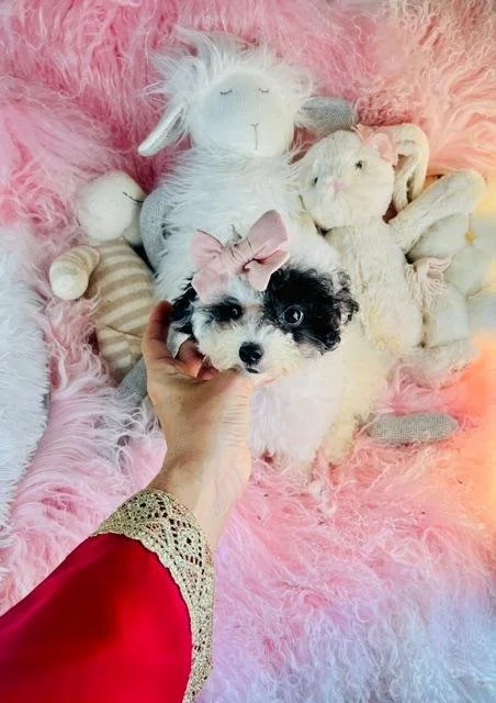 PAULINE   FEMALE POODLE DOG     $2,550.00      #1154