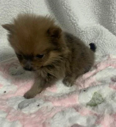 POMERANIAN PUPPIES  PICA  TEACUP FEMALE   $3,950.00    #193