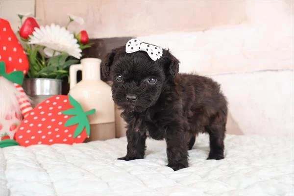 FEMALE   TEACUP POODLE PUPPY    PENELOPE       $4,550.00   #1851