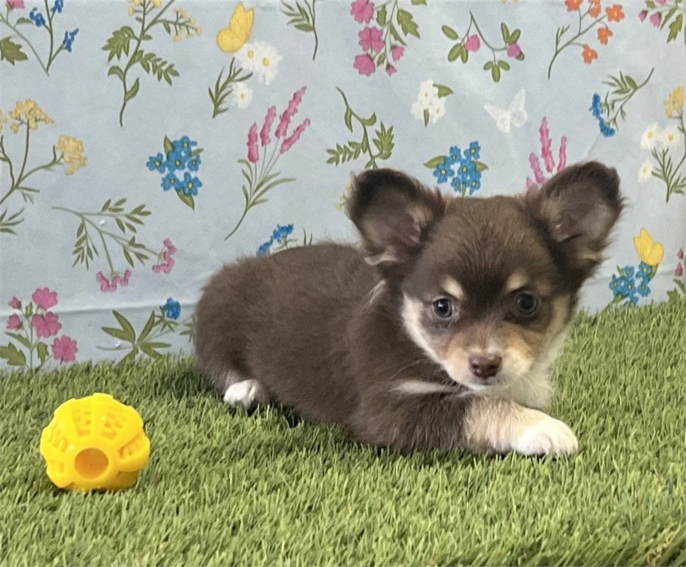 DEM     MALE CHIHUAHUA    $3,950.00   #187  SOLD