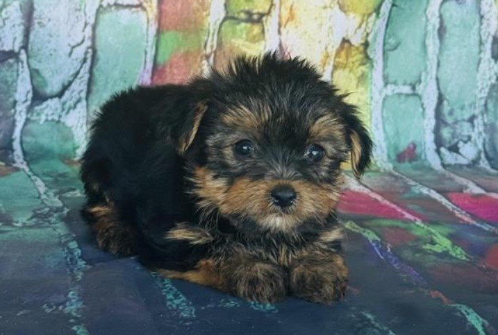 JILL TEACUP YORKSHIRE TERRIER FEMALE PUPPY $3,950.00 #144741-1