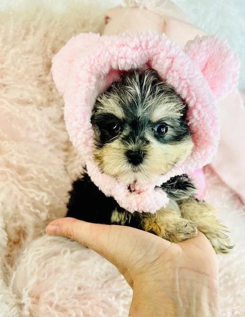 DONALY  TEACUP  MORKIE    FEMALE   $4,550.00   #158