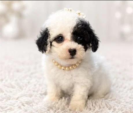 POOLDE GIRL   PEBBLES      $3,550.00         #1112