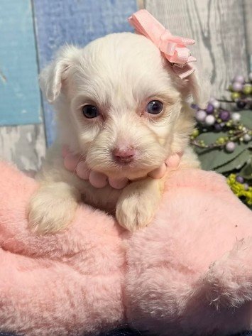DEBRA    YORKIEPOO  FEMALE   $3,950.00   #1787