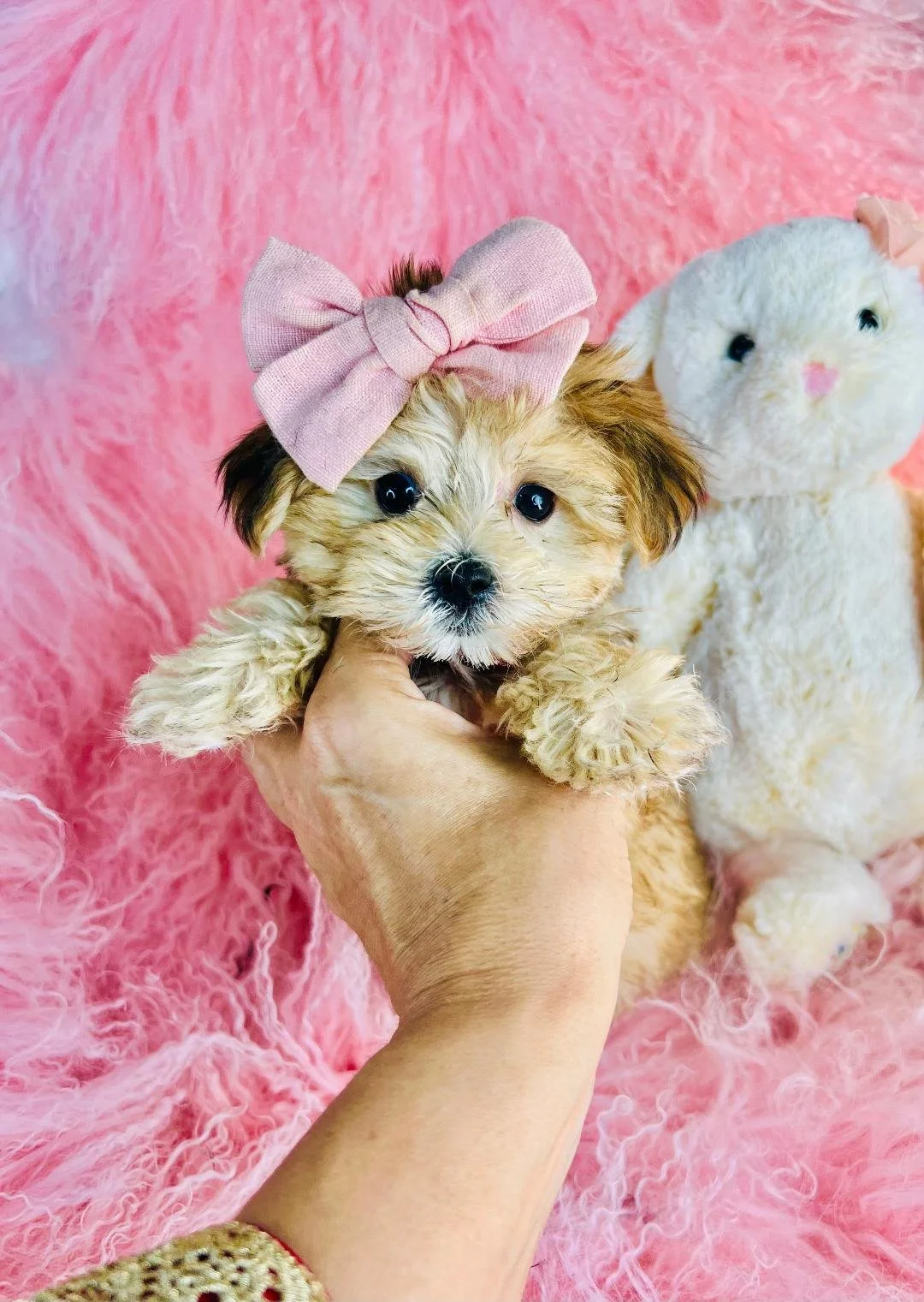 DELPHINE    MORKIE        $3,950.00   #454