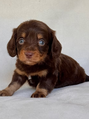 DIONNE     MALE  DOXIE    $3,950.00   #1777