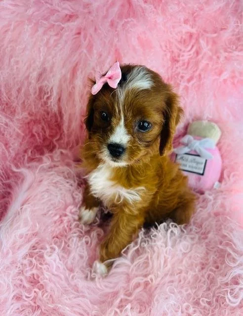 DOTTY  FEMALE   MINI CAVAPOO  $2,550.00   #1185