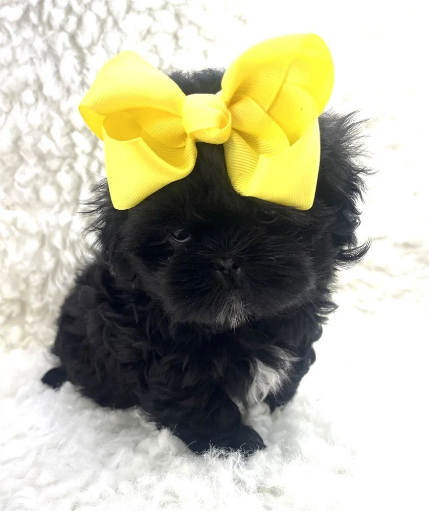 FEMALE SHIH TZU PUPPY   SOY  IMPERIAL    $2,550.00   #T114-4