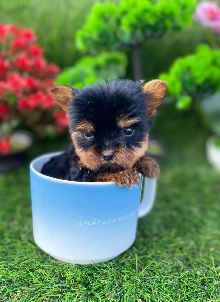 JACK   TEACUP/POCKETBOOK  YORKSHIRE TERRIER  MALE   $6,550.00    #1577-7