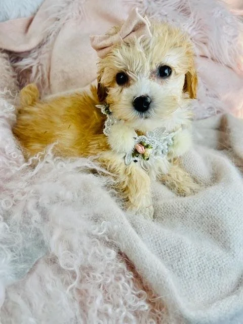 MALTIPOO   DARLENE    FEMALE    $3,550.00   #1225-5