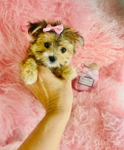 DARK  FEMALE    TEACUP MORKIE     $4,550.00      #141