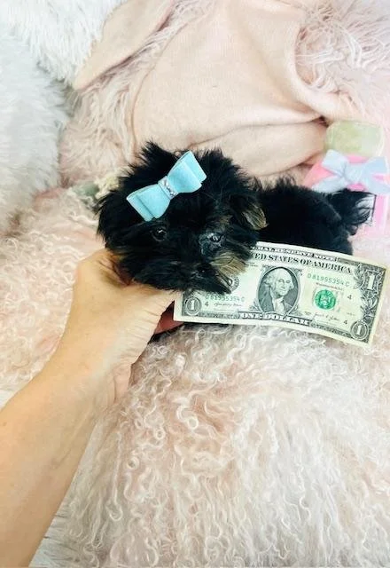 JOEY     TEACUP/POCKET   YORKIE MALE PUPPY   $5,550.00   #139