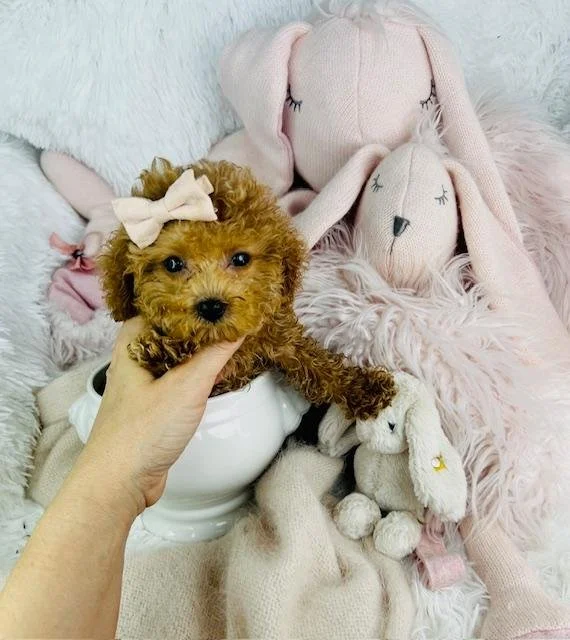pretty-dogs.jpg
