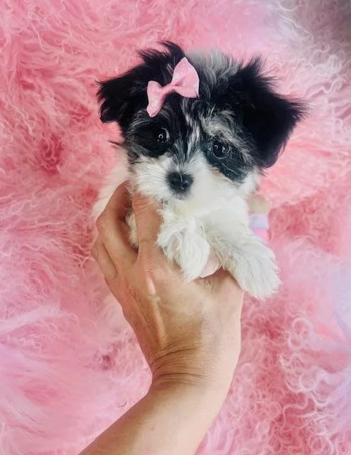 SISA    FEMALE TEACUP   MORKIE    $3,950.00  #1254