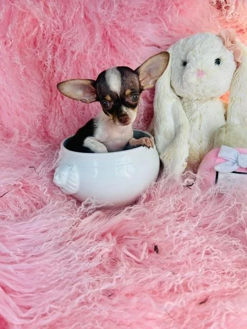 CHIHUAHUAS PUPPIES FOR SALE    TEACUP/POCKETBOOK  CHRISTOPHER     $3,950.00    #157-7