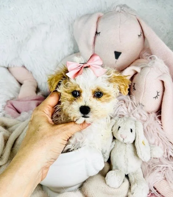 perritos-lindos-con-caritas-bellas.jpg