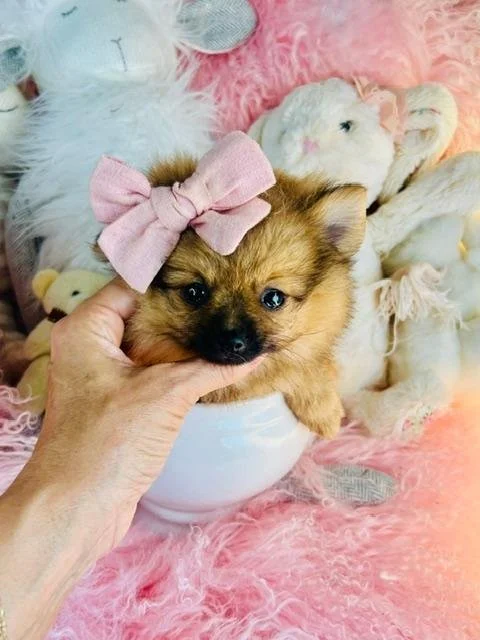POSH FEMALE  POMERANIAN    $3,950.00    #134