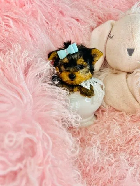 JULIO MALE TEACUP  YORKSHIRE TERRIER  $4,550.00   #1153
