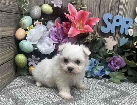 MAR      $3,950.00     MALTESE  FEMALE PUPPY   #1422
