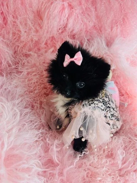 FEMALE  TEACUP  POMERANIAN PUPPY  PADEN  $3,950.00  #158