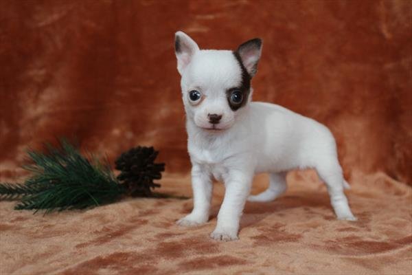 FEMALE TEACUP CARAMEL $3,950.00 #2114-4