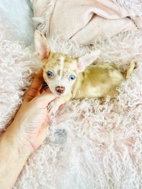 CHIHUAHUA    FEMALE  TEACUP  CAROL   $3,950.00   #111855-5    SOLD
