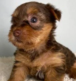 YORKIE PUPPIES FEMALE TEACUP YADA $4,550.00 #127454-7