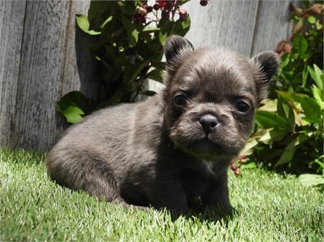 MINI FLUFFY FRENCH BULLDOG FEMALE FRANCE $4,550.00 #1744-4