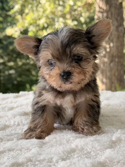 MERLE MALE TEACUP YORKIE PUPPY JASPY $4,550.00 #147224-7