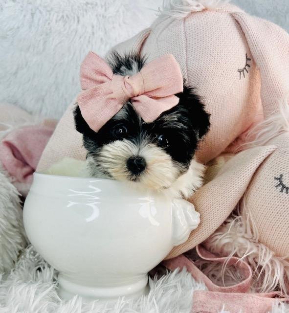 DOGGIE MORKIE TEACUP/TINY TOY FEMALE $3,550.00 #124111-1