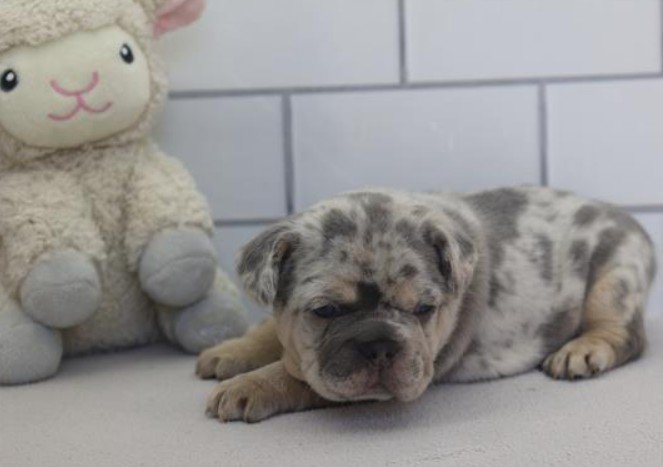 FEMALE MINI RENCH BULLDOG FRAN #3,950.00 #12258-7