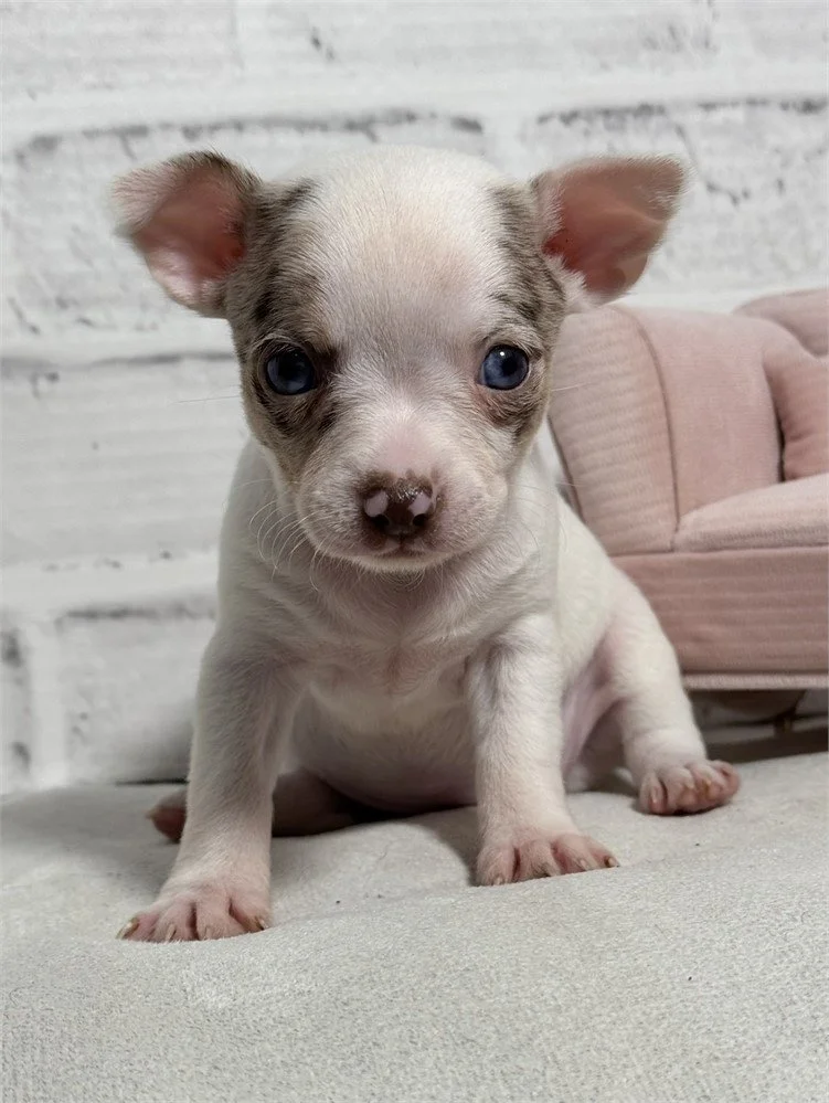 CHIHUAHUA  FEMALE  TEACUP  CANDYS     $4,950.00    #158