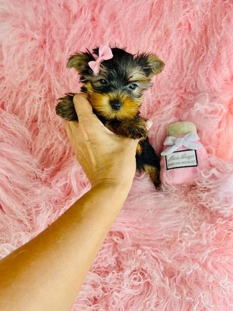 JAMEY    TEACUP   YORKIE MALE   $4,550.00   #139